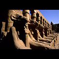 Egitto - Luxor, Tempio di Karnak, criosfingi