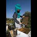 Monastero di Vatopedi - Padre Pantaleimon responsabile delle api mentre controlla un alveare