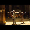 Siena - Palio, cavalli nel cortile del Podestà