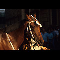 Siena - Palio, il cavallo del Leocorno con i colori della contrada