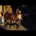 Siena - Palio, il cavallo del Leocorno con i contradaioli