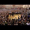 Siena - Palio, la prova, il cavallo della Torre circondato dai contradaioli
