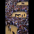 Siena - Palio, i cavalli circondati dai contradaioli in piazza del Campo